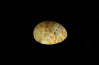 藏品(玉女蜑螺)的圖片